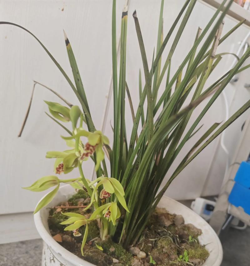 兰花的花语与寓意——品味高雅与永恒的美（探寻兰花的文化价值和象征意义）