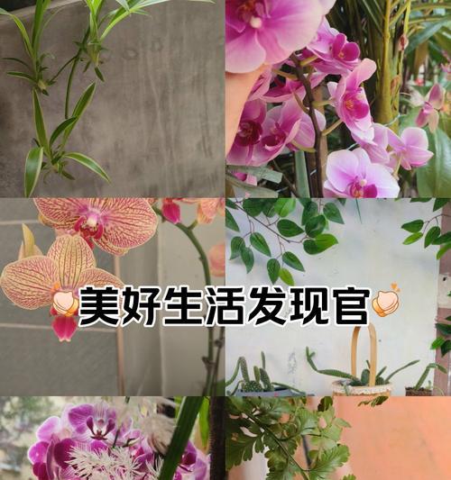 兰花的花语与寓意——品味高雅与永恒的美（探寻兰花的文化价值和象征意义）