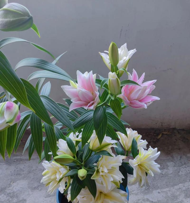 复瓣百合（花开花落，情意绵绵，探寻复瓣百合的花语之美）
