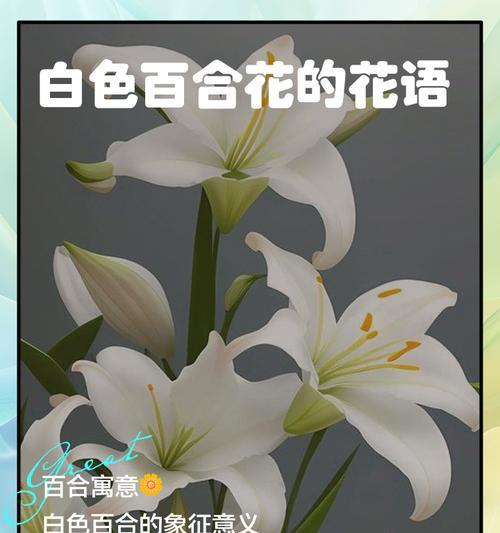 复瓣百合（花开花落，情意绵绵，探寻复瓣百合的花语之美）