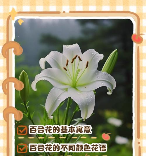复瓣百合（花开花落，情意绵绵，探寻复瓣百合的花语之美）