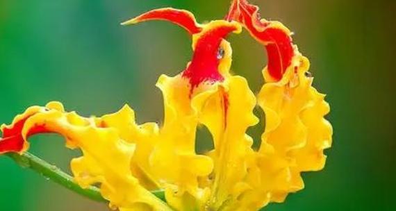 以嘉兰的花语嘉兰的文化背景（探究嘉兰花语的起源和意义）