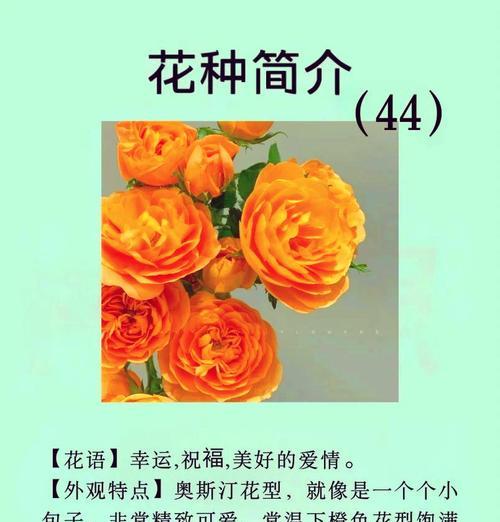 红月季花语（探寻红月季的花语，感悟爱与坚强的力量）
