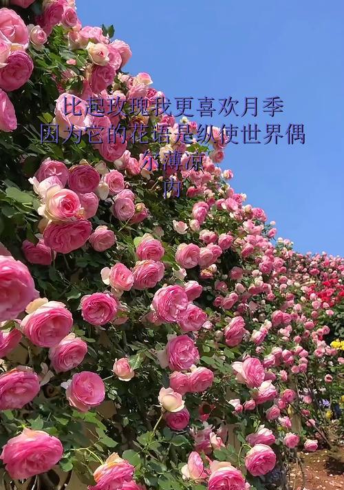 红月季花语（探寻红月季的花语，感悟爱与坚强的力量）
