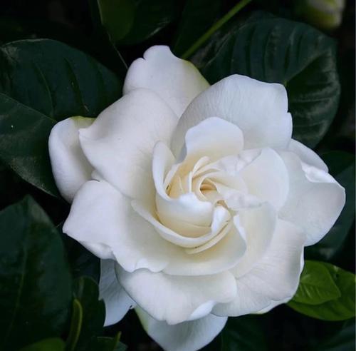 栀子花之美——花语与象征（揭示栀子花的深层寓意，感受其独特魅力）