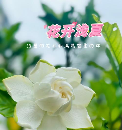 栀子花之美——花语与象征（揭示栀子花的深层寓意，感受其独特魅力）