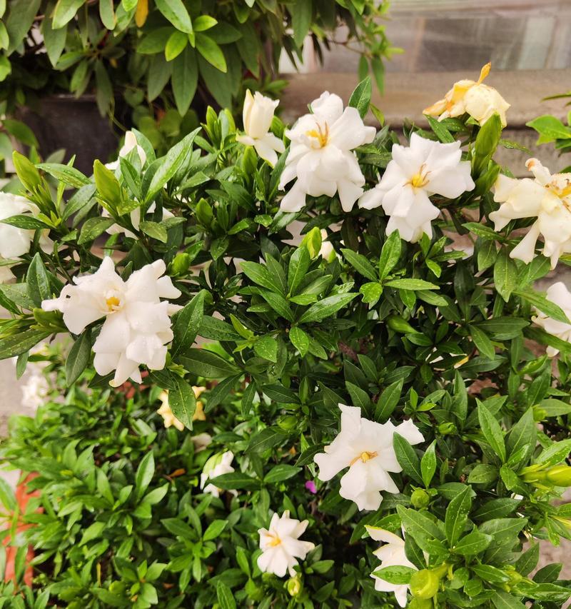栀子花之美——花语与象征（揭示栀子花的深层寓意，感受其独特魅力）