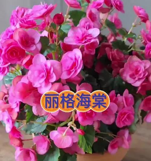格里海棠海棠花的意义（探寻海棠花的文化传承与美学内涵）
