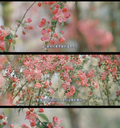 格里海棠海棠花的意义（探寻海棠花的文化传承与美学内涵）
