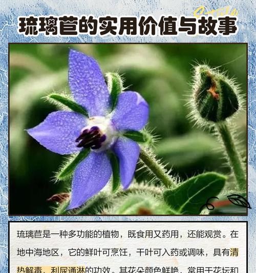 以琉璃翠的花语（探索以琉璃翠的花语及其寓意）