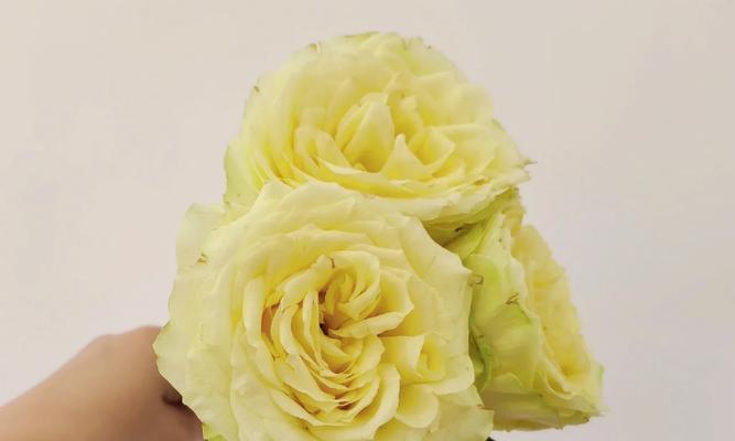以琉璃翠的花语（探索以琉璃翠的花语及其寓意）