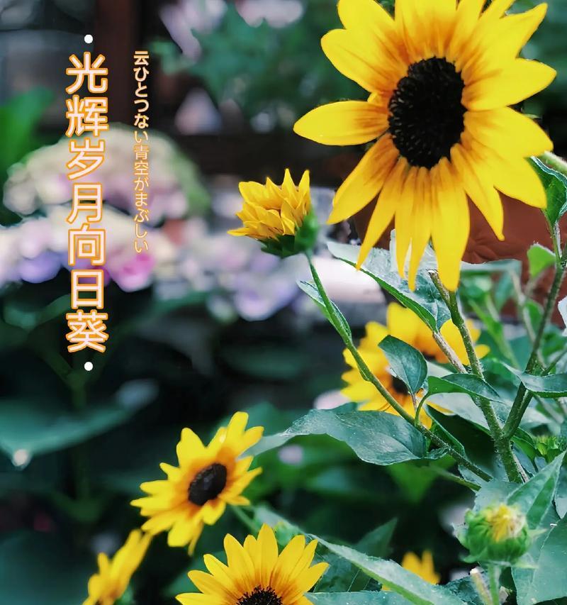 以太阳花花语的意义——阳光与希望的象征（点燃心灵的温暖力量，带给生命力的启示）