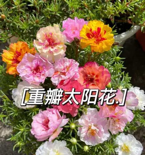 以太阳花花语的意义——阳光与希望的象征（点燃心灵的温暖力量，带给生命力的启示）