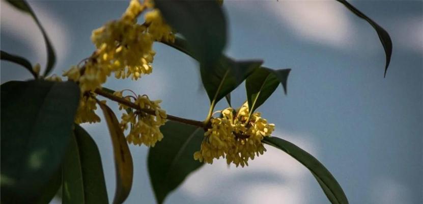 月桂花的花语（以月桂花的花语探寻胜利与荣誉的含义）