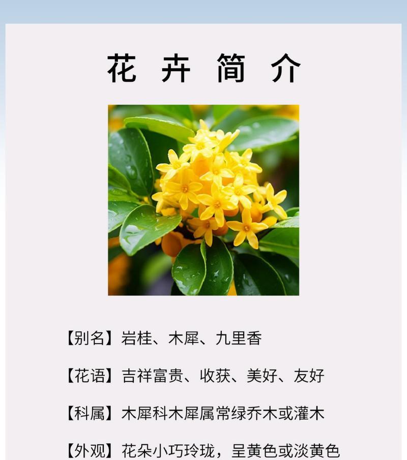 月桂花的花语（以月桂花的花语探寻胜利与荣誉的含义）