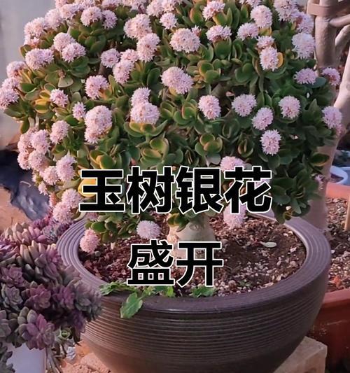 以玉树开花的预示（预示着新生与希望）