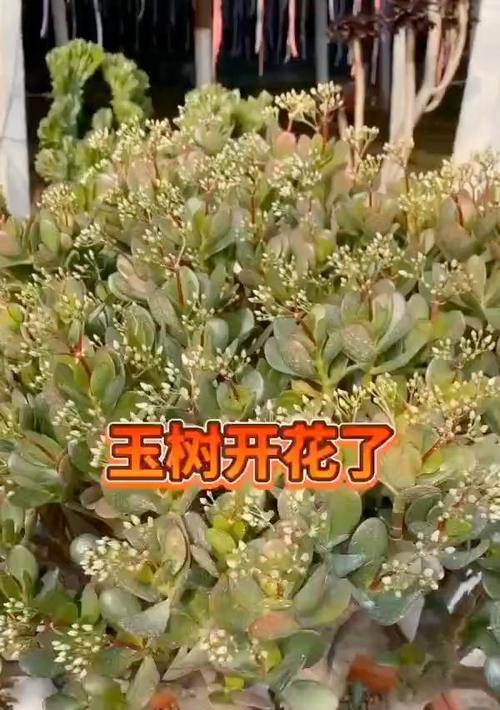 以玉树开花的预示（预示着新生与希望）