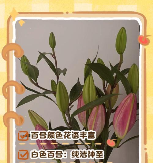 百合花语（探究粉百合花语的含义与象征——关于粉百合的花言花语）