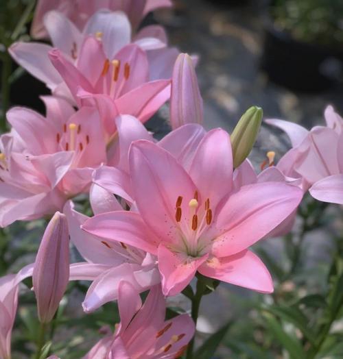 百合花语（探究粉百合花语的含义与象征——关于粉百合的花言花语）