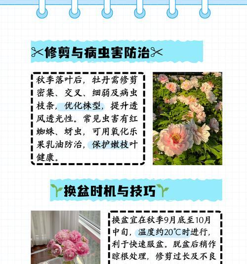 盆栽牡丹的养护与注意事项（打造迷人庭院的关键—盆栽牡丹）