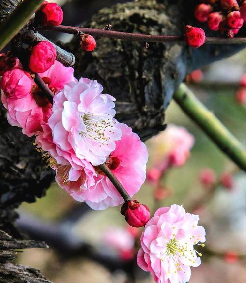 梅花（寒冬中的魅力与顽强生命力）