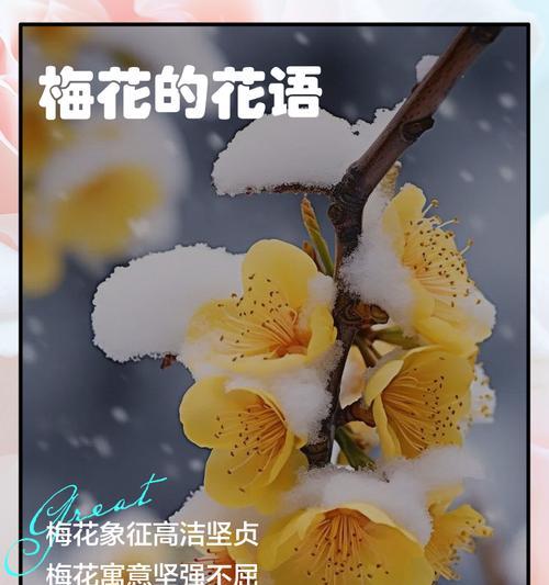 梅花（寒冬中的魅力与顽强生命力）
