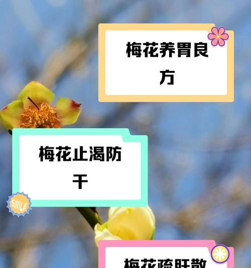梅花（寒冬中的魅力与顽强生命力）
