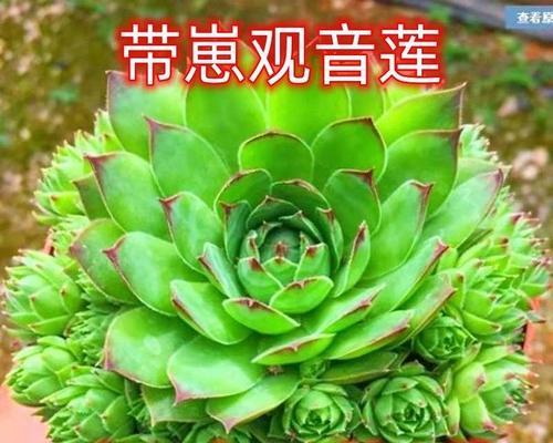 多子多福盆栽植物的吉祥寓意（传递财富与幸福的绿色守护者）