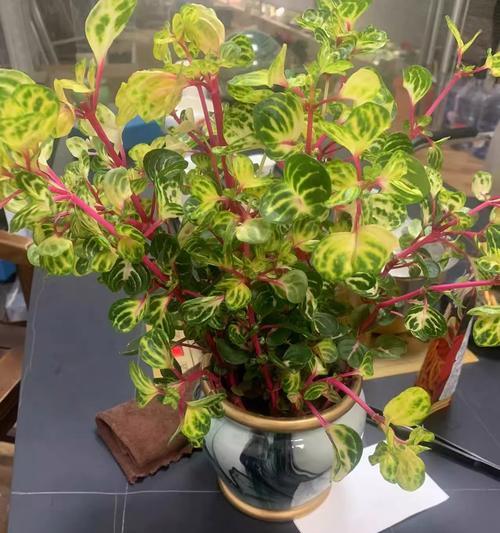 多子多福盆栽植物的吉祥寓意（传递财富与幸福的绿色守护者）