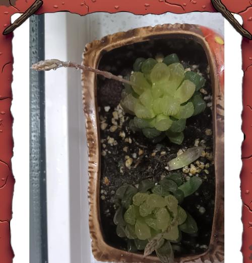 玫红月季花语探秘（探索玫红月季的神秘花语与意义）