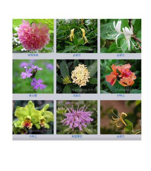 粉玫瑰花花语意思（探寻粉玫瑰花的浪漫寓意）