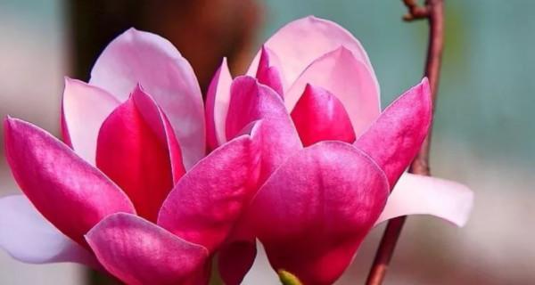 玉兰花的花语是什么？了解玉兰花的象征意义和文化背景？