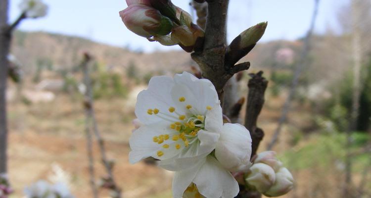 樱桃花长什么样子？如何辨别樱桃花与其他花卉？