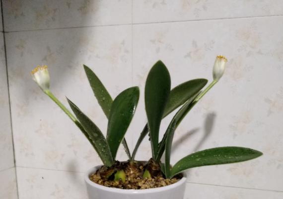 虎耳兰不开花的原因是什么？如何解决？