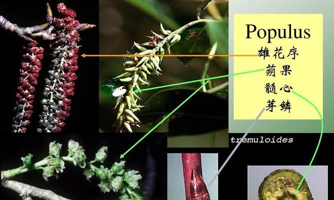 松树属于被子植物吗？常见分类误区有哪些？