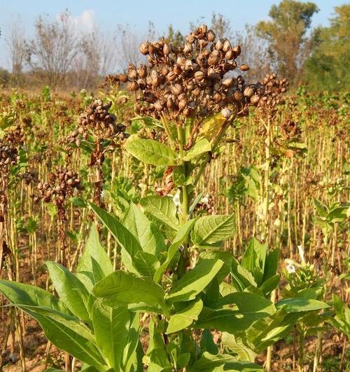 烟草打什么药好？如何有效防治烟草病虫害？