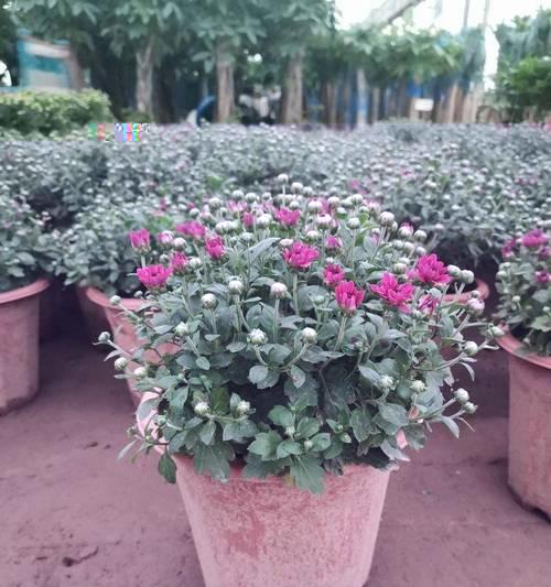 千头菊四季开花是真的吗？千头菊的开花周期是什么？