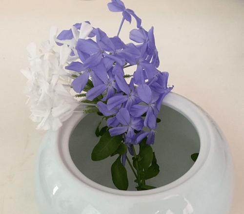 茶叶水浇花的好处与注意事项是什么？