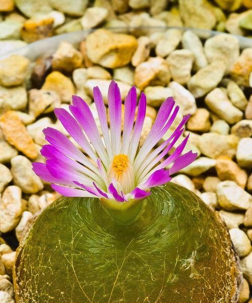 石头花一年开几次花？如何确保其开花频率？