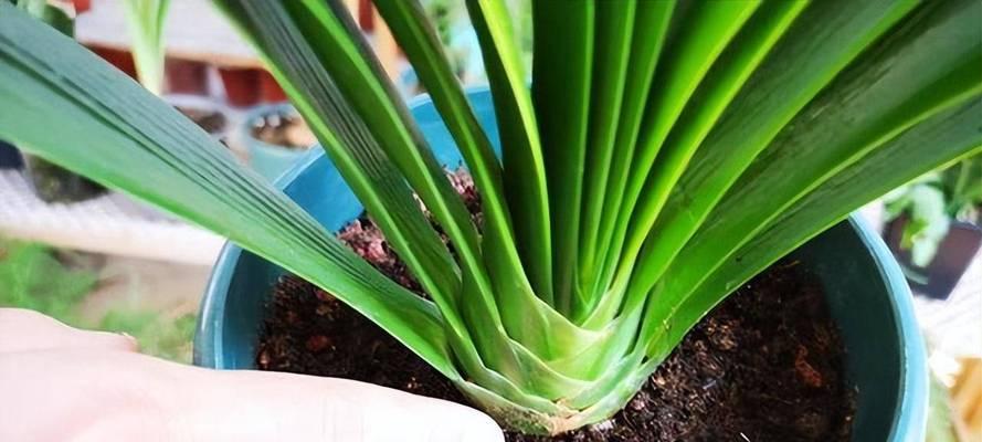 君子兰换盆的最佳时间是什么时候？具体步骤有哪些？