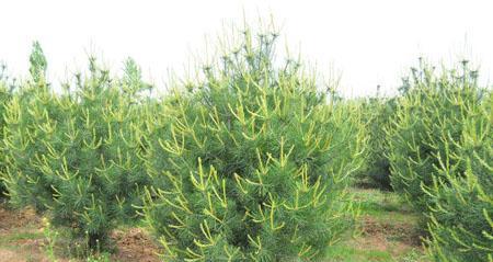 乔木种植间距是多少？如何计算最佳种植距离？