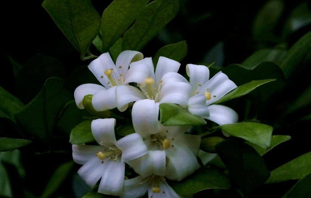 九里香冬天会开花吗？室内养护能否促进开花？