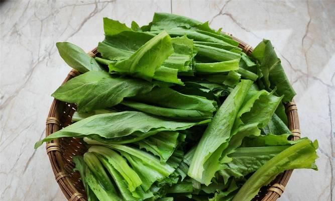 油麦菜的根茎是否可食用？食用方法有哪些？