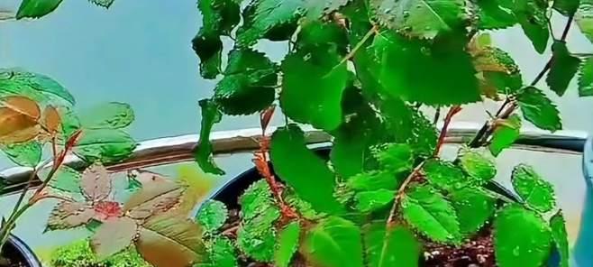 花多多可以浇菜吗？使用花多多对蔬菜生长的影响是什么？