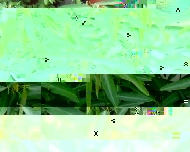 跳舞草是什么草？它有哪些独特特性？
