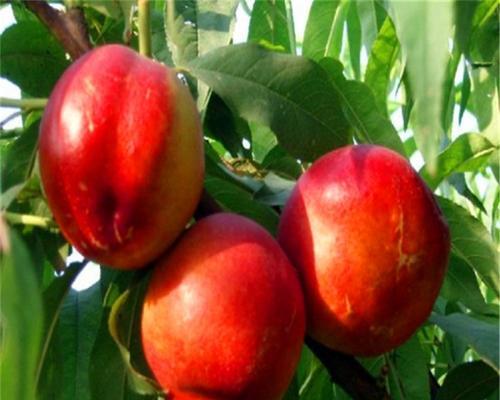 油桃几年结果实？如何正确管理以提高产量？