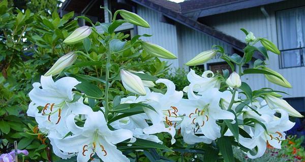 香水百合在家庭中如何养护？常见问题有哪些解决方法？