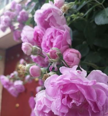 蔷薇花长虫子怎么办？有效防治方法有哪些？