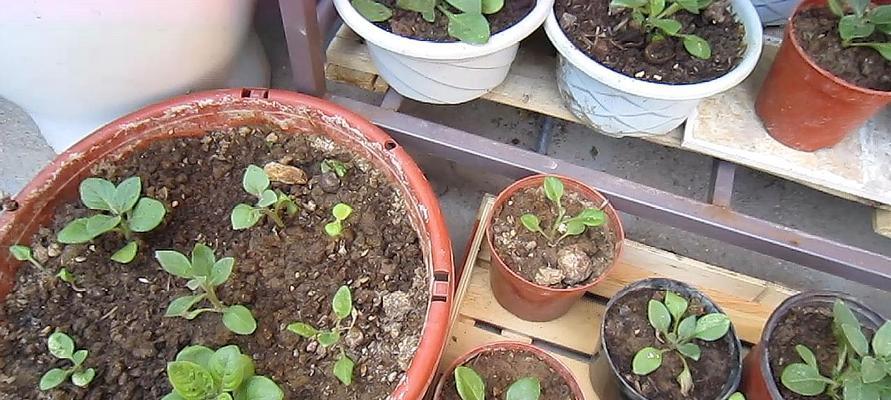 矮牵牛扦插方法及成功率是多少？