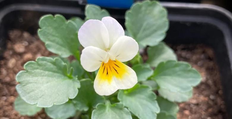 三色堇种子发芽需要多久？如何加速发芽过程？